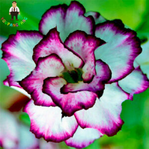 2pcs Rainbow Desert Rose Plants Bonsai Thailand Adenium Obesum Balcony Flowers Mixed - 2