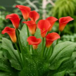 100 Pcs Bag Charming Calla Lily Diy Potted Plants Indoor Outdoor Pot Germination Rate 95% Mixed Colors Fast Growing - 4