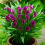 100 Pcs Bag Charming Calla Lily Diy Potted Plants Indoor Outdoor Pot Germination Rate 95% Mixed Colors Fast Growing - 3