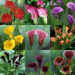 100 Pcs Bag Charming Calla Lily Diy Potted Plants Indoor Outdoor Pot Germination Rate 95% Mixed Colors Fast Growing