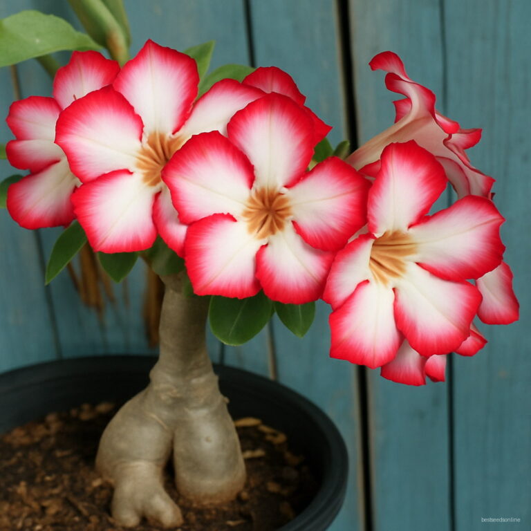 1 Pcs Desert Rose Bonsai Potted Flowers Adenium Obesum Indoor Plant