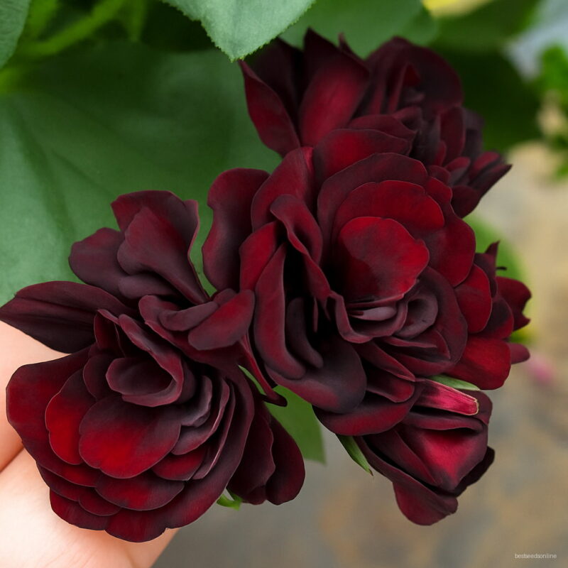 Big Rare Geranium Plants Black Rose Pelargonium Perennial Flower Garden Hardy Plant Bonsai Potted