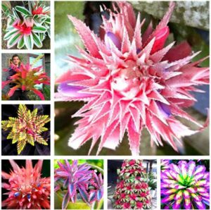 50 Pcs Rare Pink Bromeliad Tillandsia Lazy Plants Mini Cactus Pot Natural Growth Succulent Plant Home Garden