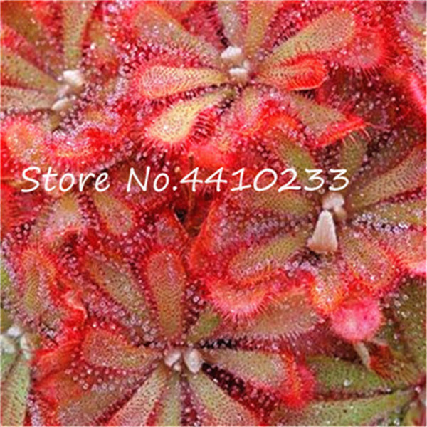 100 Piece Mini Sundew Set Fresh Venus Flytrap Carnivorous Unique Indoor Greenery Decor - 6