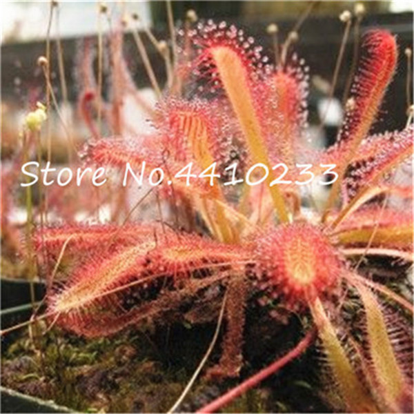 100 Piece Mini Sundew Set Fresh Venus Flytrap Carnivorous Unique Indoor Greenery Decor - 4