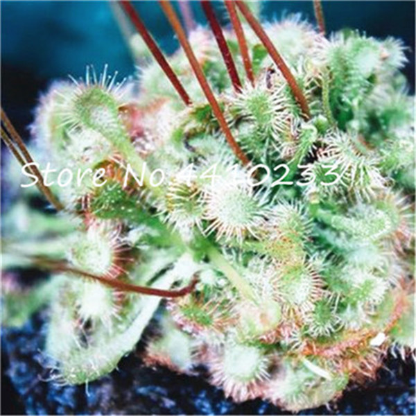 100 Piece Mini Sundew Set Fresh Venus Flytrap Carnivorous Unique Indoor Greenery Decor - 3