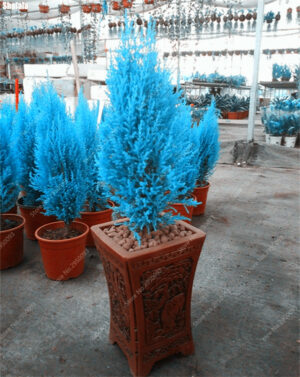 50 Pcs Bag Rare Cypress Trees Plants Platycladus Orientalis Arborvitae Conifer Planta Diy Home Garden Flower Pot Planter Bonsai - 2
