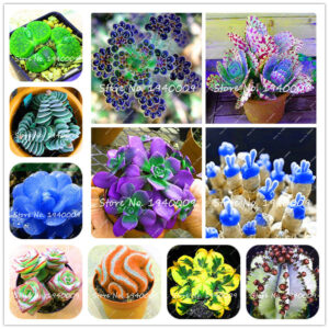 200pcs Mix Color Succulent Flores Cactus Flower Plantas Garden Bonsai Plant Rare Mini To Grow