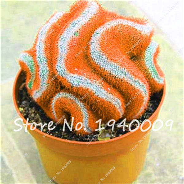 200pcs Rare Miniature Multicolor Succulent Cactus Flower Seeds For Unique Indoor Horticulture And Cultivation - 5