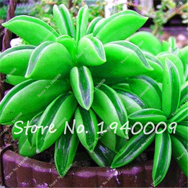 200pcs Rare Miniature Multicolor Succulent Cactus Flower Seeds For Unique Indoor Horticulture And Cultivation - 2