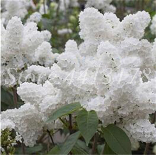 100 Pcs Bag Lilac Japanese Highly Aromatic Clove Flower Potted Trees For Outdoors - 8