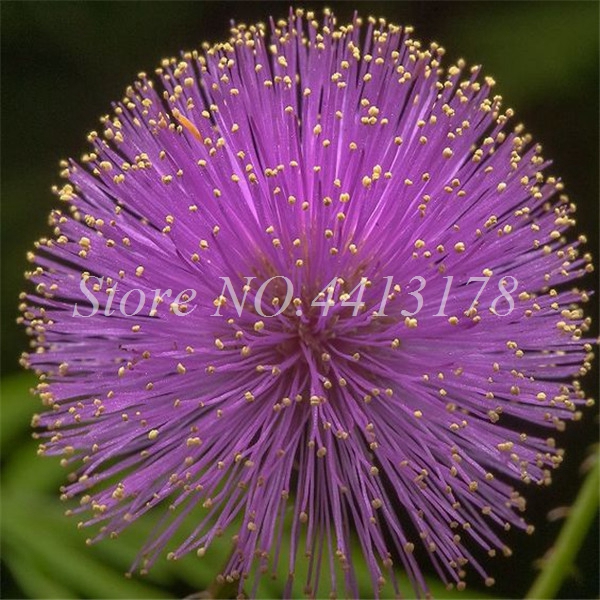 20 Pcs Bag Albizia Exotic Flower Outdoor Silk Mimosa Tree Rare Rainbow Flowers Diy Potting Kit - 4