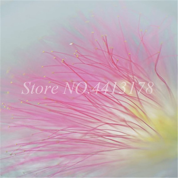 20 Pcs Bag Albizia Exotic Flower Outdoor Silk Mimosa Tree Rare Rainbow Flowers Diy Potting Kit - 3