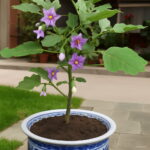 Bonsai 200pcspack White Tomato Fruit Home Garden Vegetable Non-gmo Food Pot Plant - 3 Bonsai 200pcspack White Tomato Fruit Home Garden Vegetable Non-gmo Food Pot Plant - 3