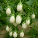 Bonsai 200pcspack White Tomato Fruit Home Garden Vegetable Non-gmo Food Pot Plant - 2 Bonsai 200pcspack White Tomato Fruit Home Garden Vegetable Non-gmo Food Pot Plant - 2