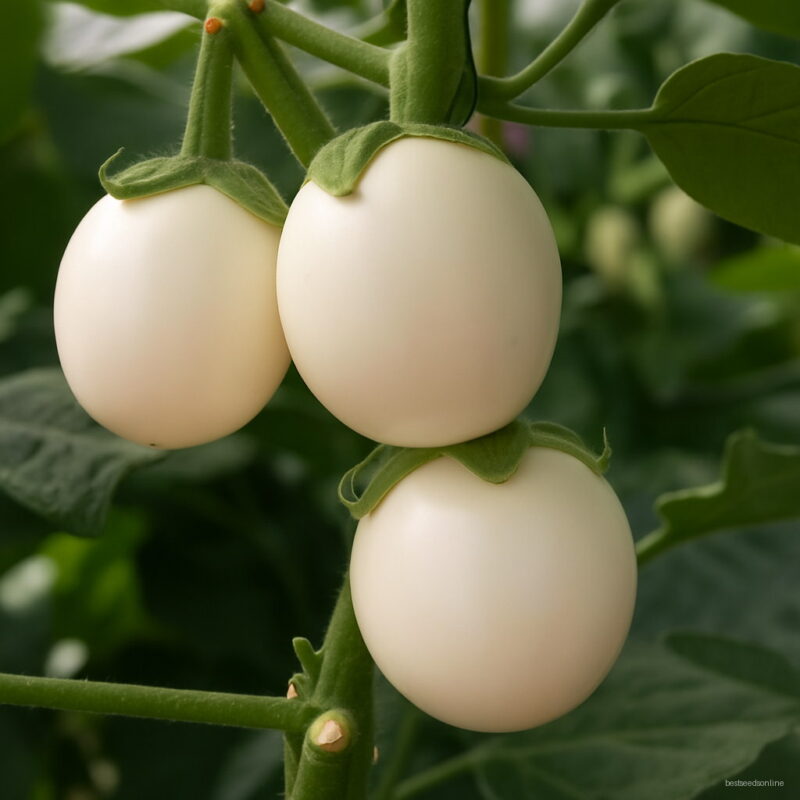 Bonsai 200pcspack White Tomato Fruit Home Garden Vegetable Non-gmo Food Pot Plant