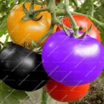 500pcs Rainbow Tomato Bonsai Rare Plants Organic Vegetable Amp Fruit Potted Planting Home Garden - 4