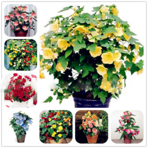 200 Pcs Mini Hibiscus Bonsai Flower Potted Planters Budding Rate 97%