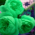 10 Pcs Mixed Peony Perennial Thailand Heirloom Bonsai Potted Hybrids Blooming Flowers Garden Plant - 2