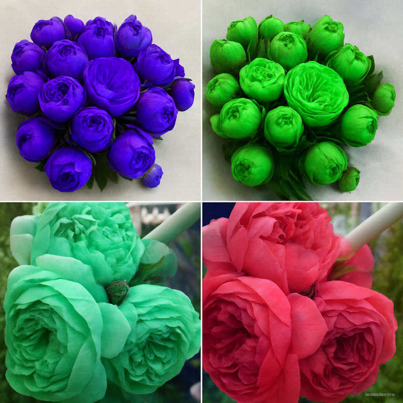 10 Pcs Mixed Peony Perennial Thailand Heirloom Bonsai Potted Hybrids Blooming Flowers Garden Plant