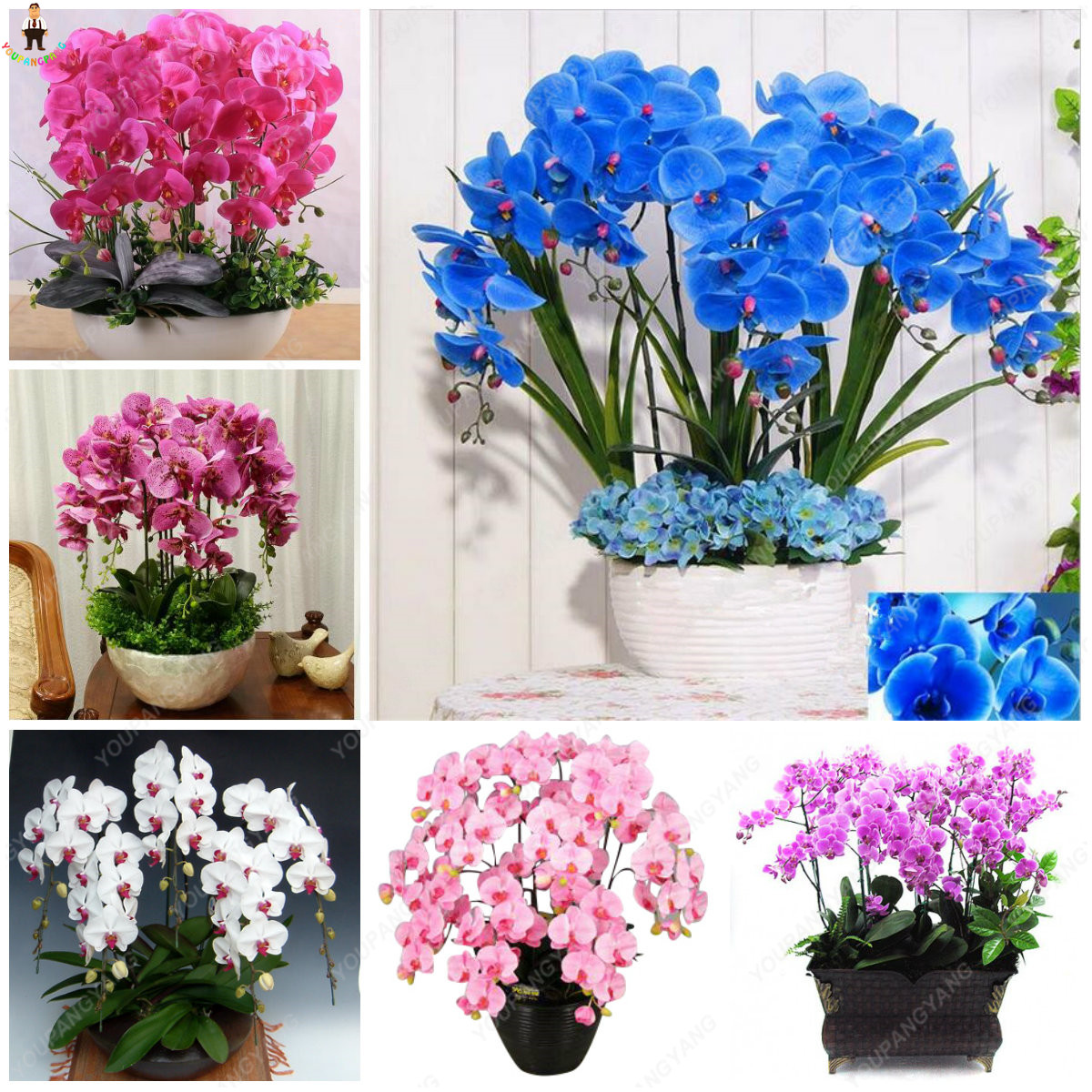 100 Pcsbag Phalaenopsis Orchid For Indoor Desktop Decoration Butterfly Flowering lings - 1