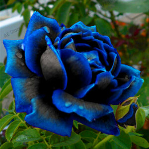 Genuine!200 Pcspack Rainbow Rose Flower Plant Holland Bonsai Rare Exotic 24 Colors To Choose Diy Home Garde - 2