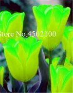 20 Pcs Rainbow Tulip Bonsai Indoor Beautiful Tulipanes Flower Plant Garden Plantsnot Bulbs Symbolizes Love - 2