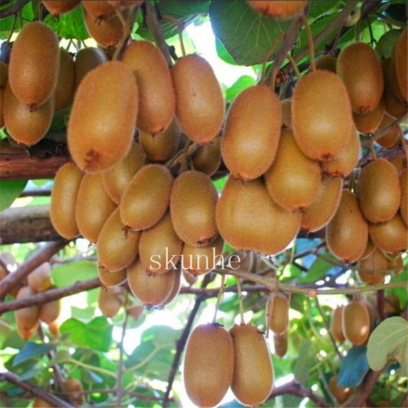 200pcs Assortment Of Purple Heart Kiwi Fruit Trees For Indoor Outdoor Decor - 2