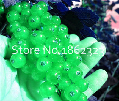 100 Pcs Golden Berry Physalis Delicious Fruit Chinese Lantern Gooseberry Easy To Cultivate Tree - 3