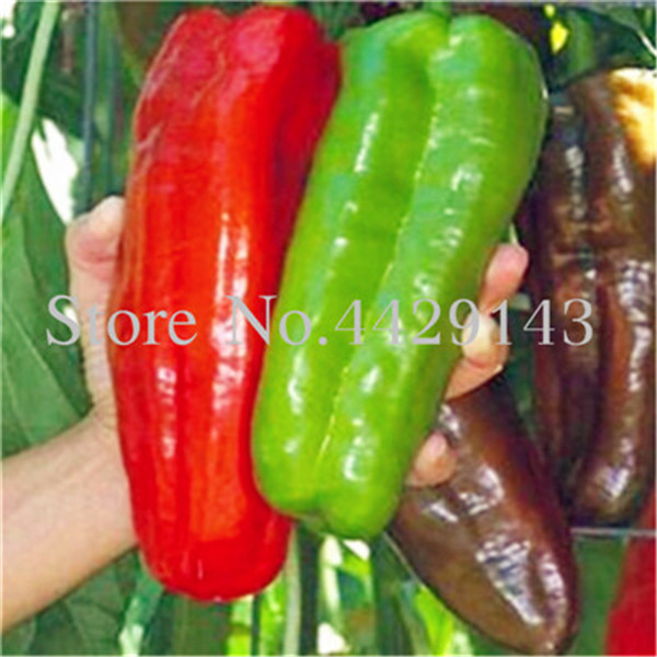 100pack Fresh Japanese Rainbow Hybrid Pepper Diy Vegetable Chilli Seeds For Indooroutdoor Cultivation - 6