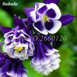 European Aquilegia Vulgaris Rare Bonsai Flower Planta Home Garden Potted Planting 100 Pcs - 5