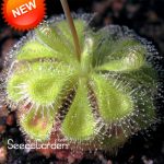 Sundew Plant Plantas Bonsai Novelty Plants Fresh Cordyceps Floresling Diy Home Garden 100 - 3
