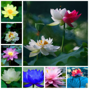 10 Pcs Bag Bonsai Lotus Flower Bowl Aquatic Plants Perennial Water Lily Flores Potted Plant Home Garden Planting