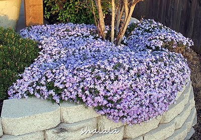 200pcs Rock Cress Perennial Flower Climbing Barley Creeping Thyme For Natural Outdoor Landscaping - 11