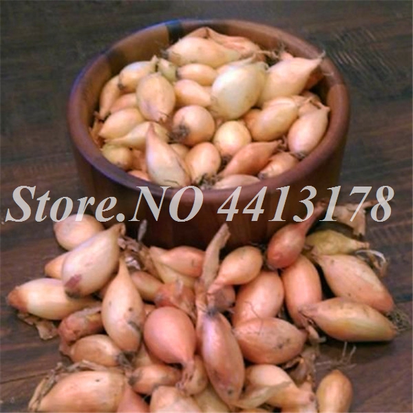 Hydroponic Shallot Evergreen Vegetable Nongmo Organic Kitchen Seasoning Rare Food Onion 200 Pcs Pack - 6