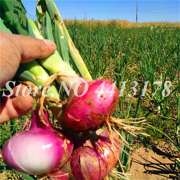 Hydroponic Shallot Evergreen Vegetable Nongmo Organic Kitchen Seasoning Rare Food Onion 200 Pcs Pack - 1