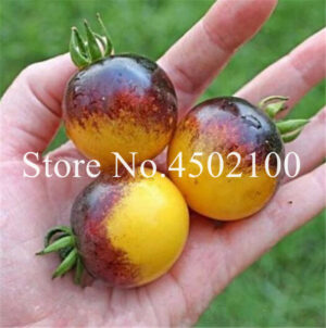 Bonsai 100 Pcspack Rare Rainbow Tomato Sweet Organic Fruit Ornamental Potted Vegetable Plants Home Amp Garden - 2