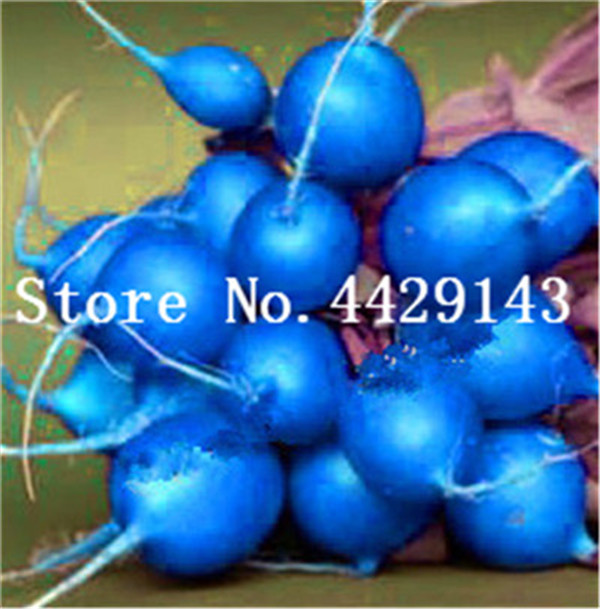 50piece Set Of Blue Yellow Radish Healthy Edible Vegetables For Backyard Farming And Kitchen Use - 2