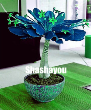 2 Pcs Mini Macrocarpa Flores Money Tree Plantas Hawaiian Plant Bonsai Home Garden - 2