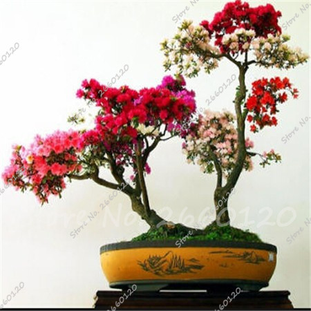 20piece Set Japanese Azalea Rhododendron Tree Perennial Blooming Flowers For Indooroutdoor Enhancement - 7