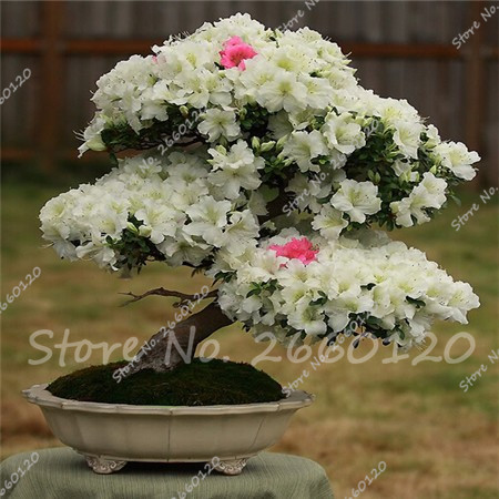 20piece Set Japanese Azalea Rhododendron Tree Perennial Blooming Flowers For Indooroutdoor Enhancement - 5