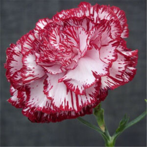 500 Pcs Big Promotion! 24 Colors Carnation Flowers Balcony Potted Courtyard Garden Bonsai Caryophyllus 75 - 2