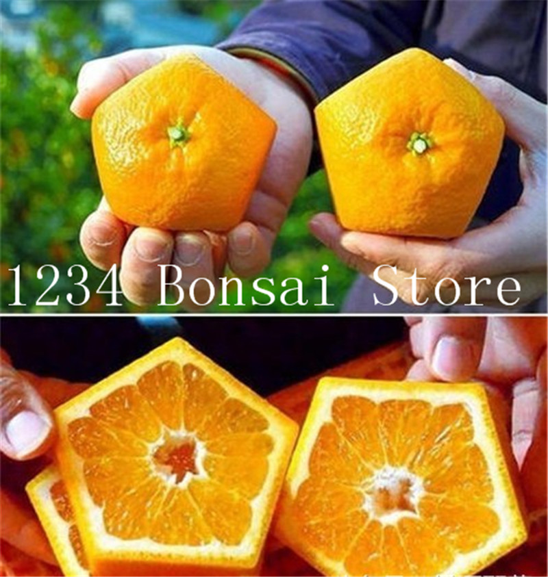 100piece Dwarf Orange Tree Seedlings Miniature Fruitbearing Trees For Indoor And Outdoor Landscaping Edible Variety - 1