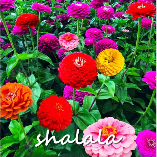 1000pcs Authentic Mix Zinnia Flowers Vibrant Colors Suitable For Indoor Outdoor Decor - 11