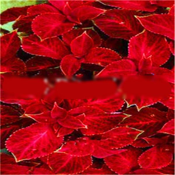 100piece Coleus Flowering Seeds Perfect For Balcony Decor Easy To Cultivate Diy Kit - 4