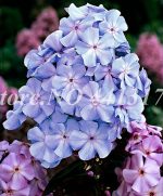 Exotic Phlox Flower Semente 100 Pcs Bonsai Plant Drummondii Light Up Your Personal Home Garden Easy To Grow - 3