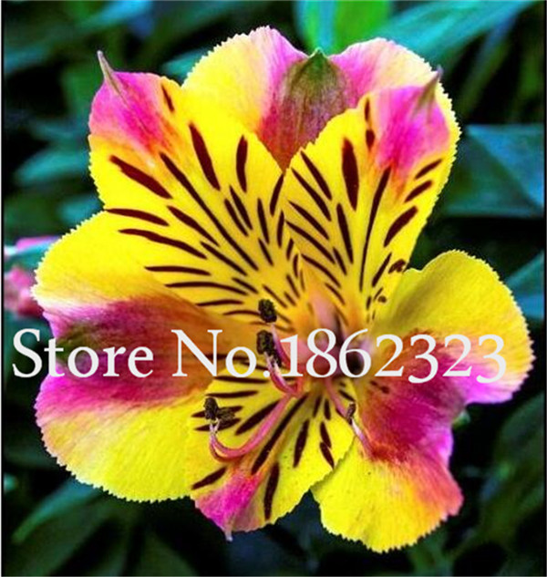 100 Pieces Peruvian Lily Alstroemeria Flowers Indoor Perennial Decorative Beauty Ornamental - 6