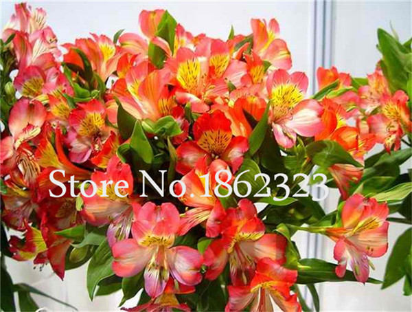 100 Pieces Peruvian Lily Alstroemeria Flowers Indoor Perennial Decorative Beauty Ornamental - 3