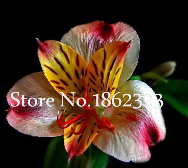 100 Pieces Peruvian Lily Alstroemeria Flowers Indoor Perennial Decorative Beauty Ornamental - 2