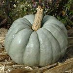 10pcs Giant Pumpkin Bonsai Plants Outdoor Organic Vegetables Nutrient-rich Food Edible Home Garden - 3